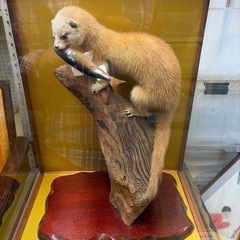 魚をくわえたイタチの画像