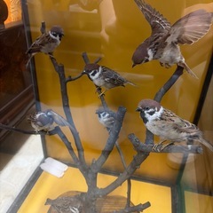 7羽のスズメ　剥製の画像