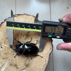 【♂♂♀トリオ】タランドゥスオオツヤクワガタ　コンゴの画像