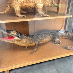アルマジロ　ワニ　剥製の画像