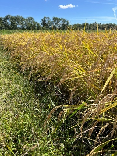 ７年度産　　秋田県産あきたこまち　一等米　特A 玄米30キロ　④
