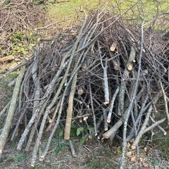 明日限定！！欅の木大量の画像