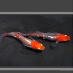 サンセット極龍deur 《成魚７匹 》RLFリアルロングフィン☆鰭長☆ワイドフィン☆半ダルマが居ます。の画像