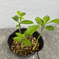 無農薬　すだちの画像