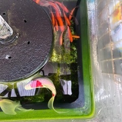 金魚の画像