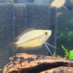 熱帯魚10匹　ゴールデンハニードワーフグラミー若魚　10匹の画像