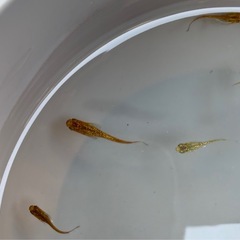 【メダカ】ミッドナイトフリルラメイエロー画像全部の画像