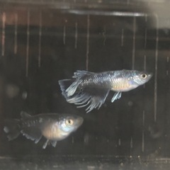 高級MIXめだか15匹の画像