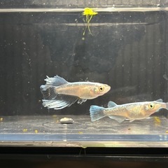 高級MIXめだか15匹の画像