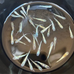 🌈めだか&多肉植物販売🪴めだか掬い同時開催‼️
の画像