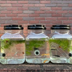 🌈めだか&多肉植物販売🪴めだか掬い同時開催‼️
の画像