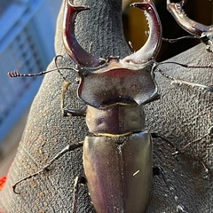 ヨーロッパミヤマ　ユダイクス　の画像