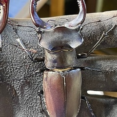 ヨーロッパミヤマ　ユダイクス　の画像