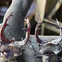 ヨーロッパミヤマ　ユダイクス　の画像