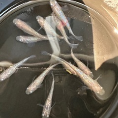 メダカ【ピンクサファイア】若魚　１１匹の画像