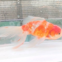 桜ジャンボオランダ 21センチの画像