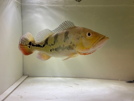 熱帯魚