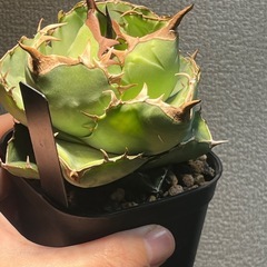 【選抜】　アガベ　実生株　コンパクト　ビザールプランツ　多肉植物　アガベの画像