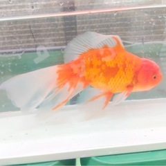 ジャンボオランダ 25センチの画像