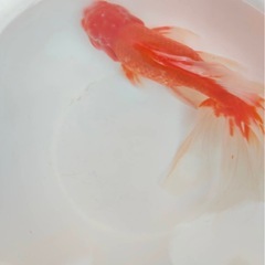 ジャンボオランダ 25センチの画像