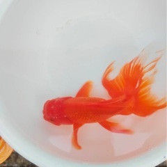 ジャンボオランダ 21センチの画像