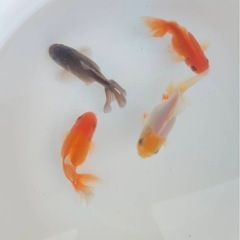 ローズテールオランダ 明け2歳 7センチの画像