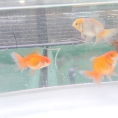 ローズテールオランダ 明け2歳 7センチの画像