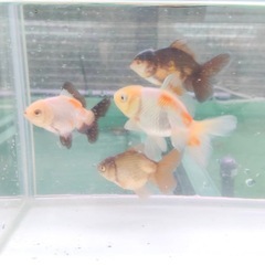 ローズテールオランダ 明け2歳 サイズ7センチの画像