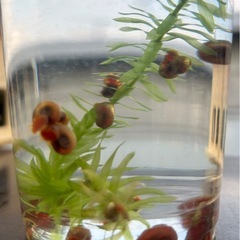 レッドラムズホーンの画像