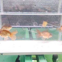 ローズテールオランダ 明け2歳 サイズ5ー8センチの画像