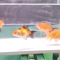 ローズテールオランダ 明け2歳 サイズ8センチの画像