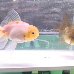 ローズテールオランダ 明け2歳 サイズ12センチの画像