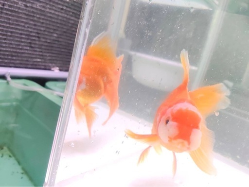 オランダ獅子頭 明け2歳 サイズ11センチ