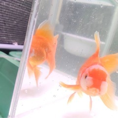 オランダ獅子頭 明け2歳 サイズ11センチの画像