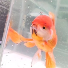 ローズテールオランダ 明け2歳 サイズ12センチの画像