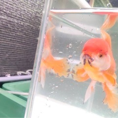 ローズテールオランダ 明け2歳 サイズ12センチの画像