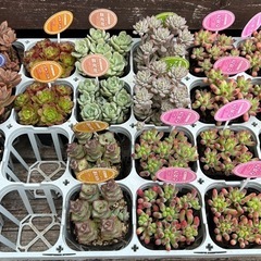 🌈めだか&多肉植物販売🪴の画像
