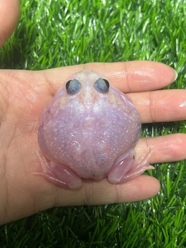 クランウェルツノガエル　ミュータント