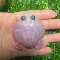 クランウェルツノガエル　ミュータントの画像