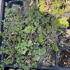 オルレア（オルラヤ）の画像