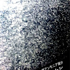 メダカ飼育応援〜ゾウリムシ【２８０ml=２本 】の画像