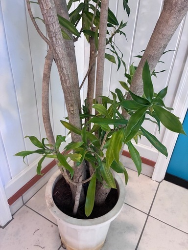 21【ドラセナ　リフレクサ 約170cm】大型観葉植物｜西海岸インテリア｜シンボルツリー｜BLUE DOOR PLANTS