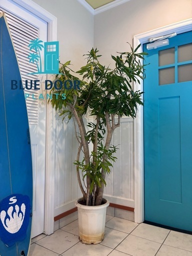 21【ドラセナ　リフレクサ 約170cm】大型観葉植物｜西海岸インテリア｜シンボルツリー｜BLUE DOOR PLANTS