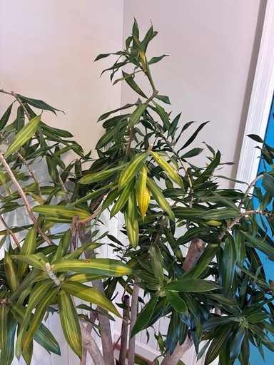 21【ドラセナ　リフレクサ 約170cm】大型観葉植物｜西海岸インテリア｜シンボルツリー｜BLUE DOOR PLANTS
