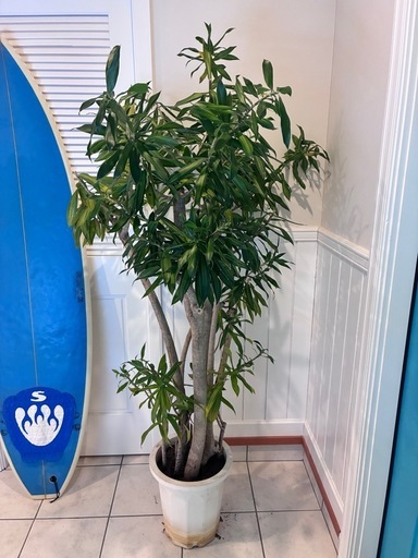 21【ドラセナ　リフレクサ 約170cm】大型観葉植物｜西海岸インテリア｜シンボルツリー｜BLUE DOOR PLANTS