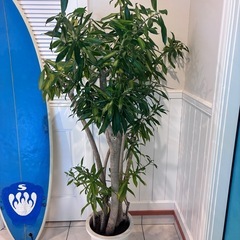 21【ドラセナ　リフレクサ 約170cm】大型観葉植物｜西海岸インテリア｜シンボルツリー｜BLUE DOOR PLANTSの画像