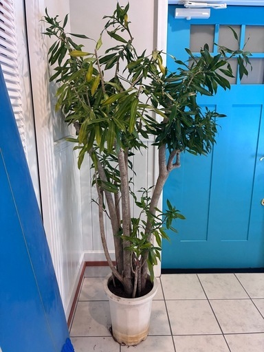 21【ドラセナ　リフレクサ 約170cm】大型観葉植物｜西海岸インテリア｜シンボルツリー｜BLUE DOOR PLANTS