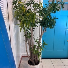21【ドラセナ　リフレクサ 約170cm】大型観葉植物｜西海岸インテリア｜シンボルツリー｜BLUE DOOR PLANTSの画像