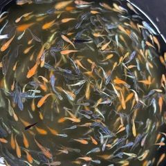 ミックスメダカ20匹の画像