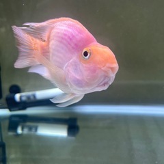 キングコングパロットファイア±13cmの画像